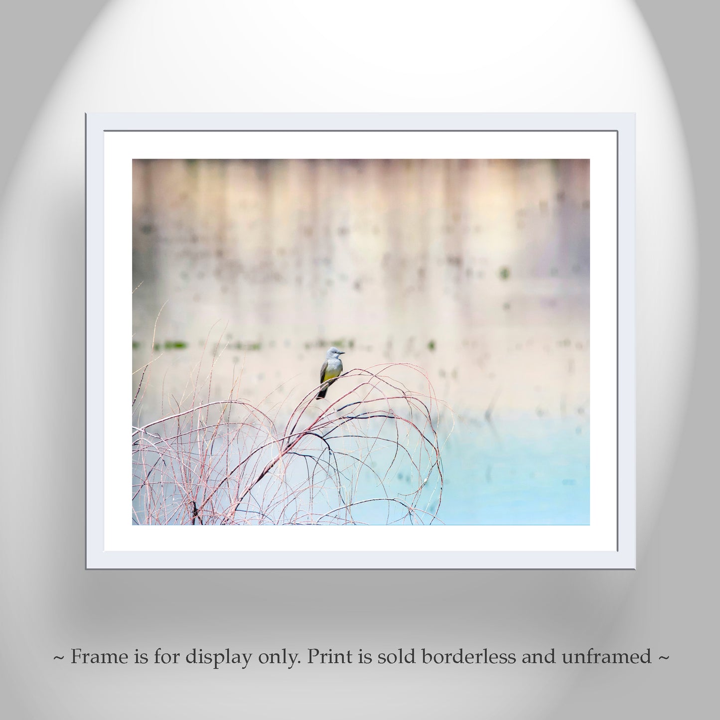 Minimalist Pastel Bird Art of Cassin's Kingbird