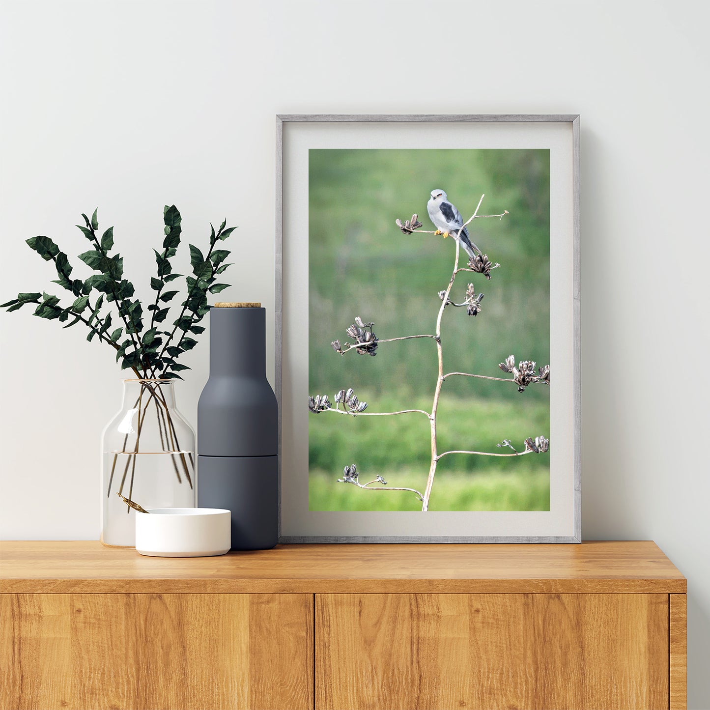 Bird Photography with Kite Bird on Southwestern Desert Agave