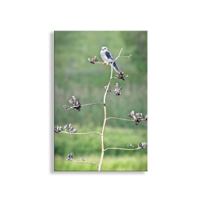 Bird Photography with Kite Bird on Southwestern Desert Agave
