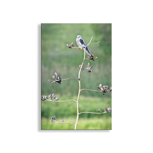 Bird Photography with Kite Bird on Southwestern Desert Agave