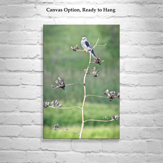 Bird Photography with Kite Bird on Southwestern Desert Agave