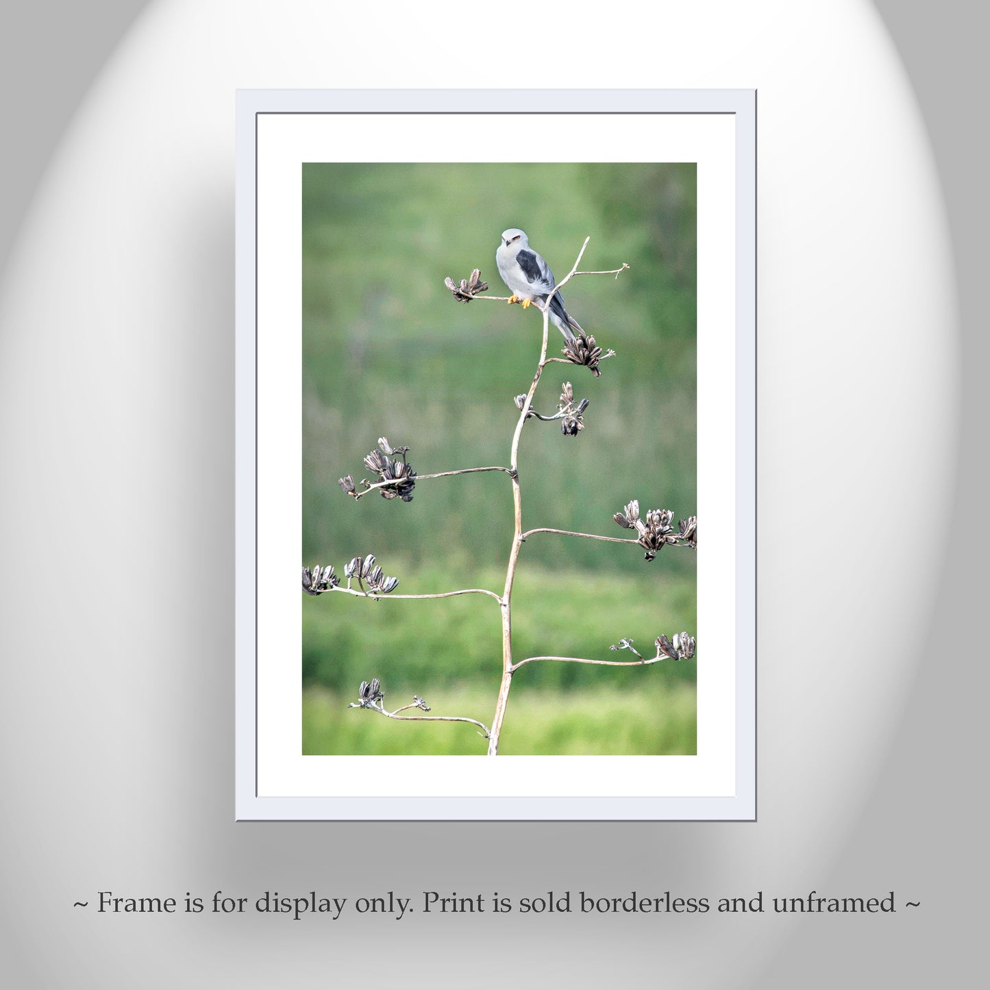 Bird Photography with Kite Bird on Southwestern Desert Agave