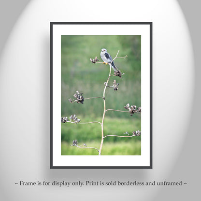 Bird Photography with Kite Bird on Southwestern Desert Agave