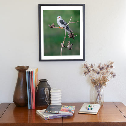 Kite Bird Artwork in Minimalist Style with Agave Century Plant