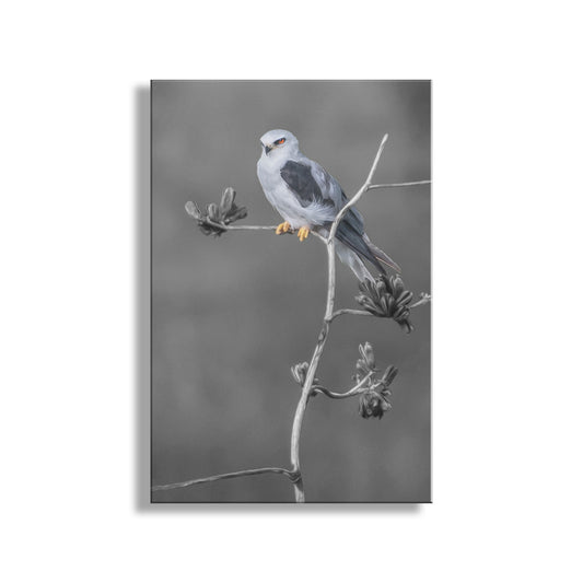 Kite Bird with Desert Agave Black and White Nature Art Print