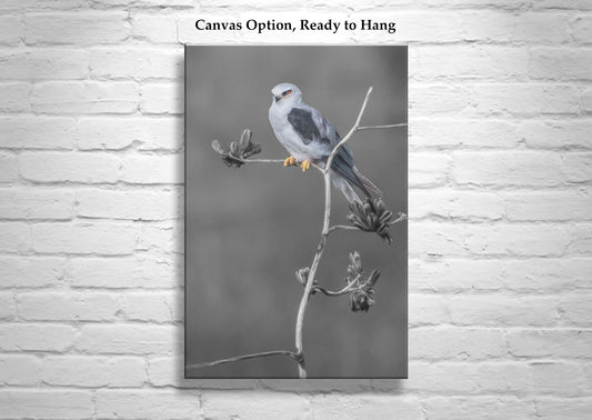 Kite Bird with Desert Agave Black and White Nature Art Print