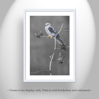 Kite Bird with Desert Agave Black and White Nature Art Print