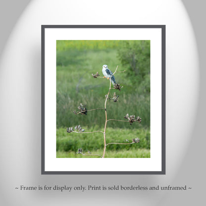 Kite Bird Art Photography as Wildlife Nature Decor
