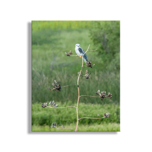 Kite Bird Art Photography as Wildlife Nature Decor