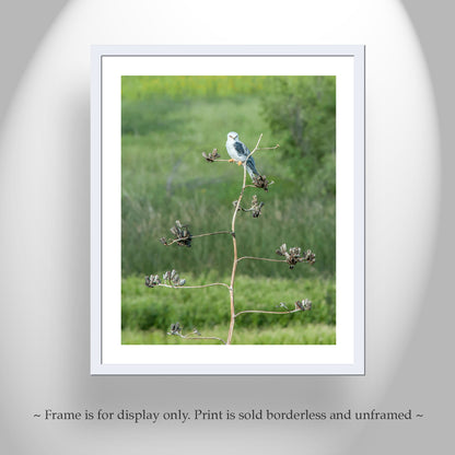 Kite Bird Art Photography as Wildlife Nature Decor