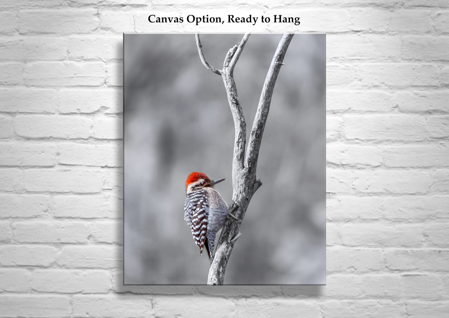 Ladderback Woodpecker Bird in Winter as Unique Wildlife Wall Art