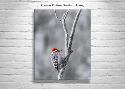 Ladderback Woodpecker Bird in Winter as Unique Wildlife Wall Art