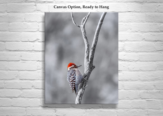 Ladderback Woodpecker Bird in Winter as Unique Wildlife Wall Art