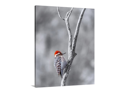 Ladderback Woodpecker Bird in Winter as Unique Wildlife Wall Art
