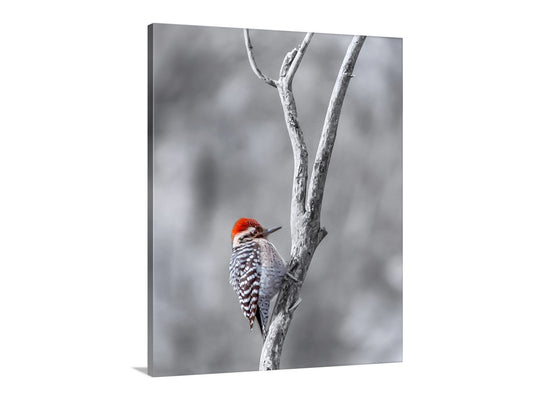 Ladderback Woodpecker Bird in Winter as Unique Wildlife Wall Art