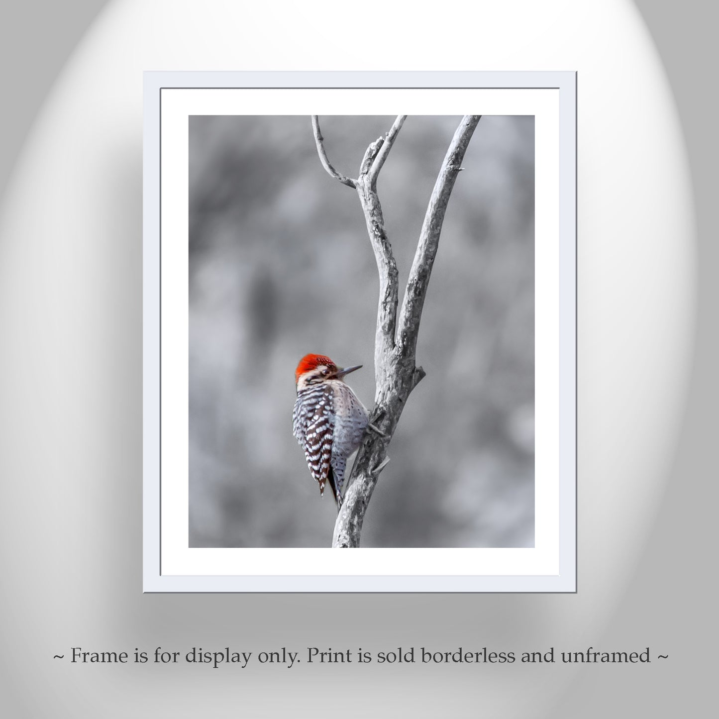 Ladderback Woodpecker Bird in Winter as Unique Wildlife Wall Art