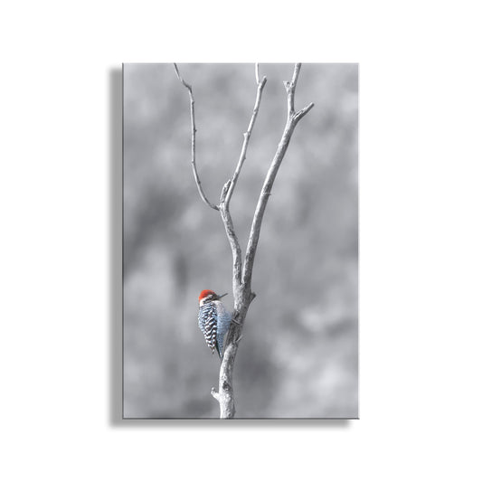 Bird in Winter Print with Ladderback Woodpecker | Minimalist Wall Art