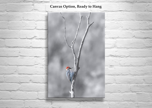 Bird in Winter Print with Ladderback Woodpecker | Minimalist Wall Art