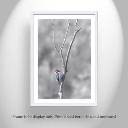 Bird in Winter Print with Ladderback Woodpecker | Minimalist Wall Art