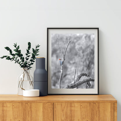 Ladderback Woodpecker Bird Artwork in Winter | Arizona Wildlife Art