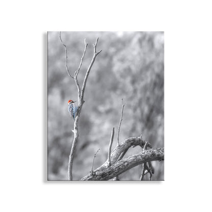 Ladderback Woodpecker Bird Artwork in Winter | Arizona Wildlife Art