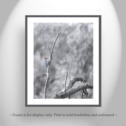 Ladderback Woodpecker Bird Artwork in Winter | Arizona Wildlife Art