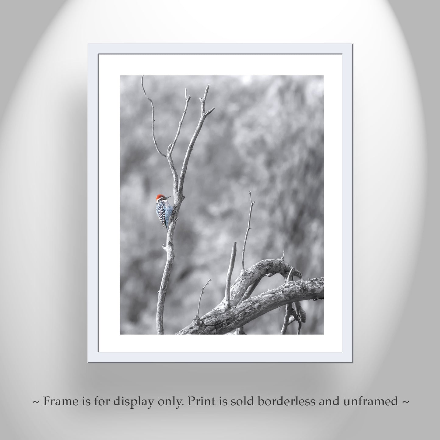Ladderback Woodpecker Bird Artwork in Winter | Arizona Wildlife Art