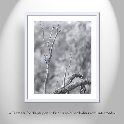 Ladderback Woodpecker Bird Artwork in Winter | Arizona Wildlife Art