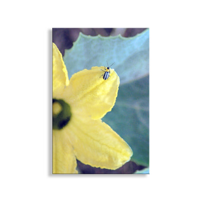 My wonderful nature photo art with a ladybug and colorful wild squash! Beautiful butterfly! I captured this charming scene near Elgin, at the Arizona-Mexico border. Original, unique signed art by Murray Bolesta.