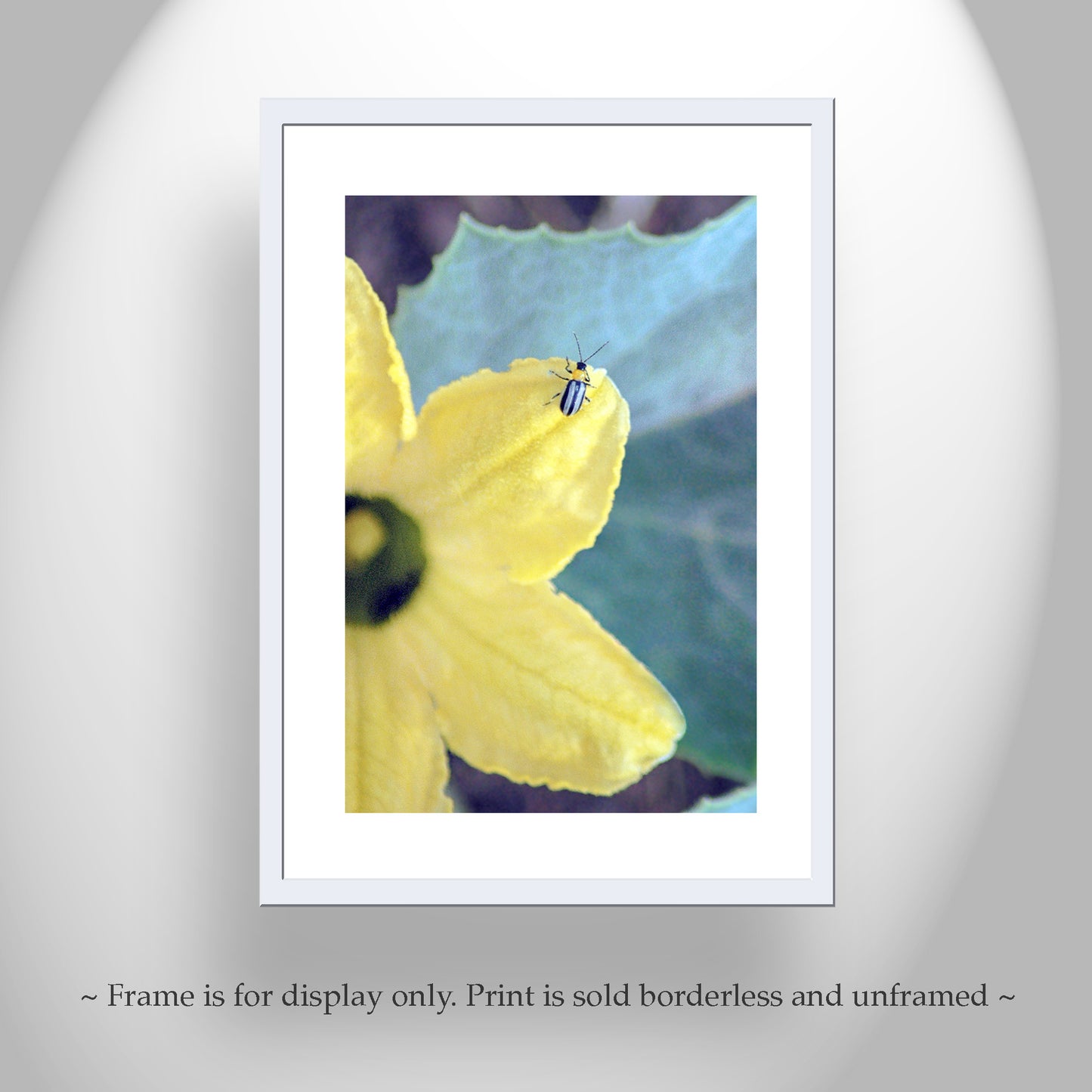 Ladybug Bright Bold Insect Nature Art Print Southern Arizona