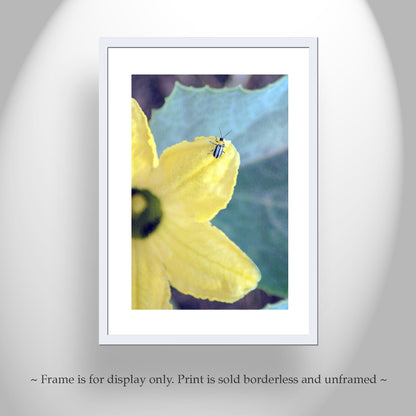 Ladybug Bright Bold Insect Nature Art Print Southern Arizona