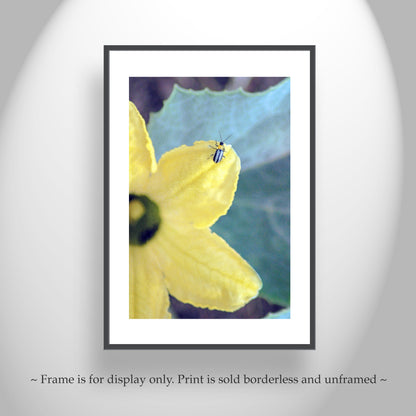 Ladybug Bright Bold Insect Nature Art Print Southern Arizona