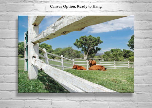 Tubac Golf Resort Farm Art Print with Cow Pasture | Santa Cruz River Valley AZ