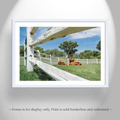 Tubac Golf Resort Farm Art Print with Cow Pasture | Santa Cruz River Valley AZ