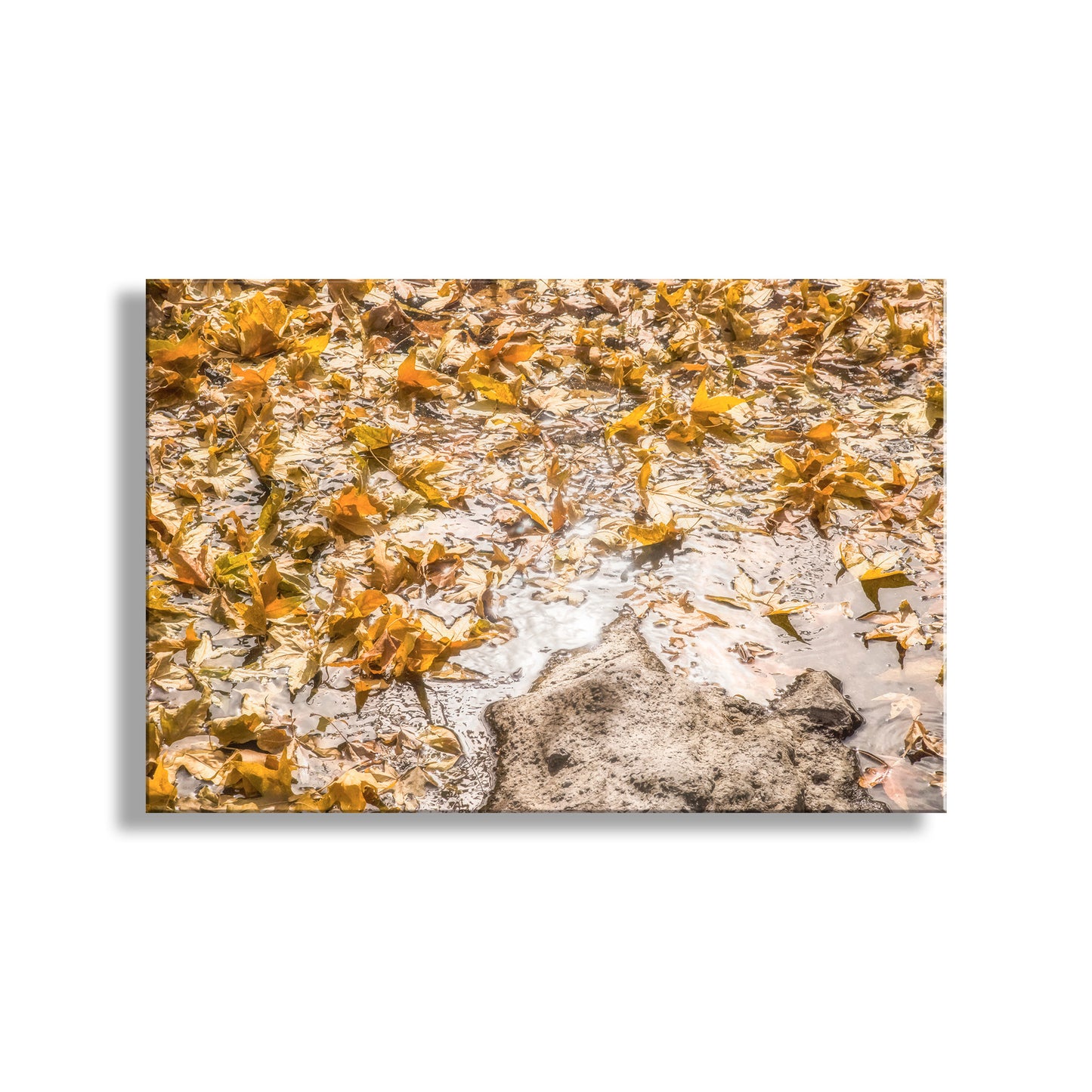 Close-up of water flowing over rocks with aquatic plants on a white background. Autumn Leaf Nature Art Photograph with Wilderness Spring Water Reflections