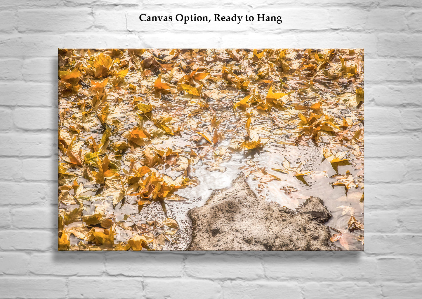 Autumn Leaf Nature Art Photograph with Wilderness Spring Water Reflections