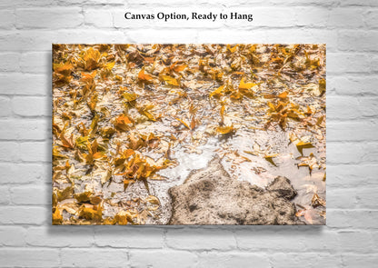 Autumn Leaf Nature Art Photograph with Wilderness Spring Water Reflections