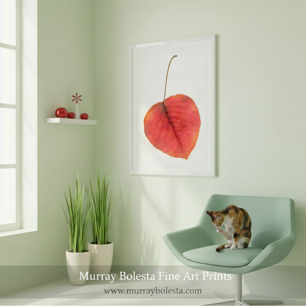 Framed print of a red leaf on a white background by Murray Bolesta