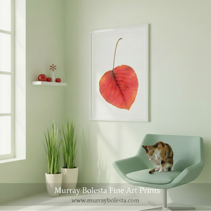 Framed print of a red leaf on a white background by Murray Bolesta