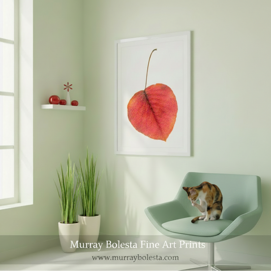 Framed print of a red leaf on a white background by Murray Bolesta