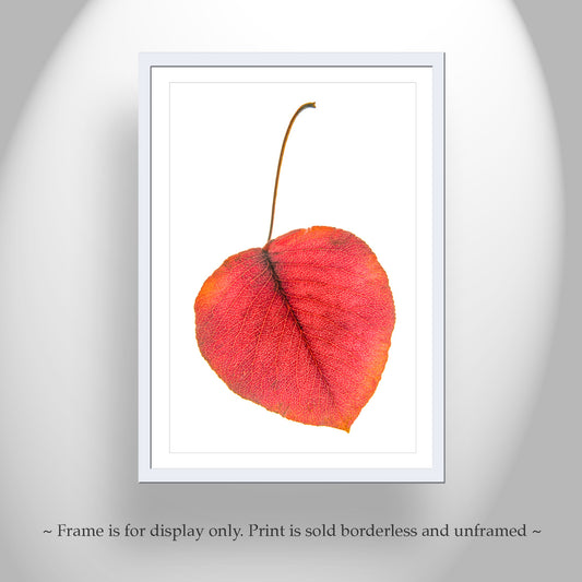 Minimalist Botanical Leaf Art Print in Bold Red and White