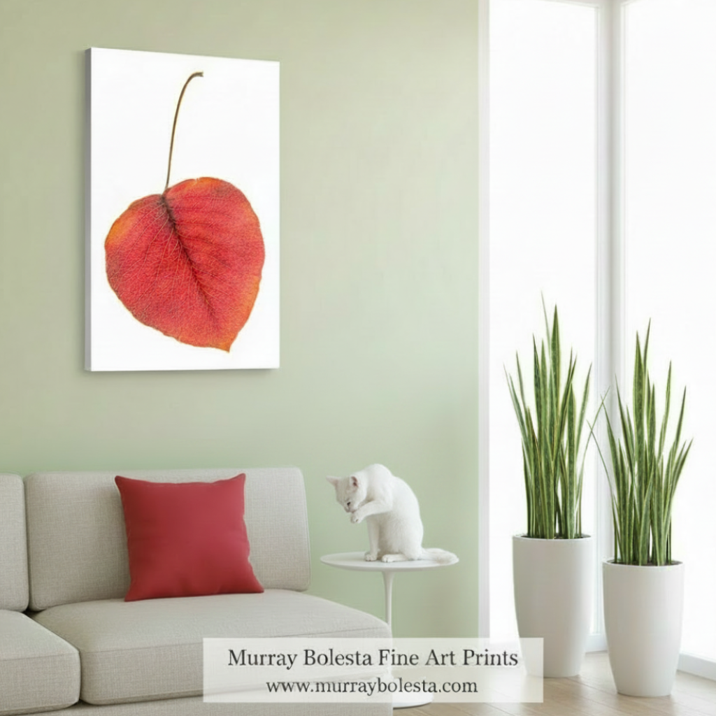 Red leaf on a white background. Minimalist Botanical Leaf Art Print in Bold Red and White by Murray Bolesta