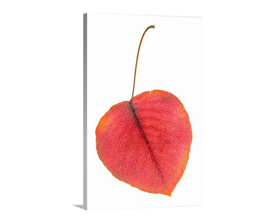 Red leaf on a white background. Minimalist Botanical Leaf Art Print in Bold Red and White
