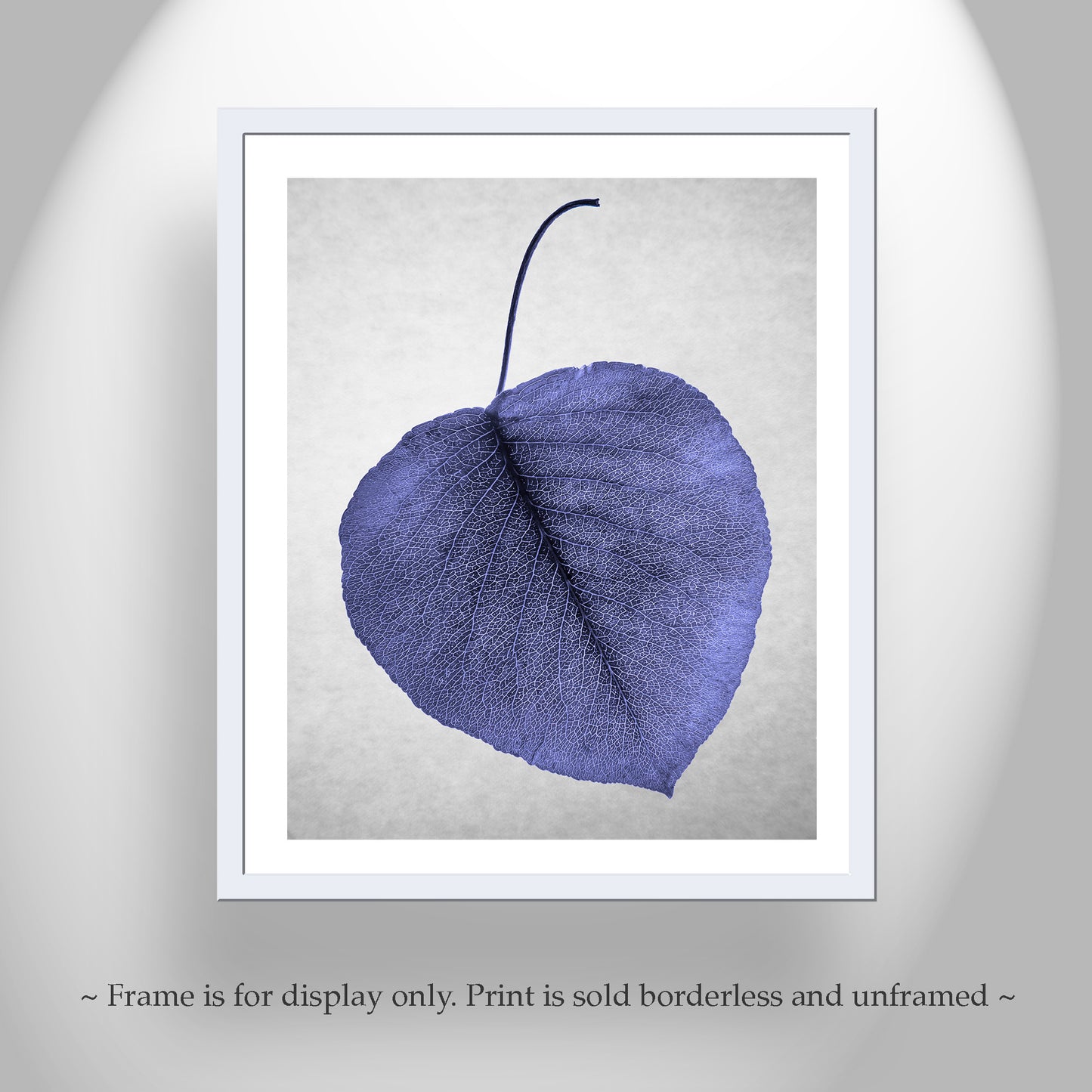 Blue Leaf as Minimalist Still Life Botanical Art Nature Photography