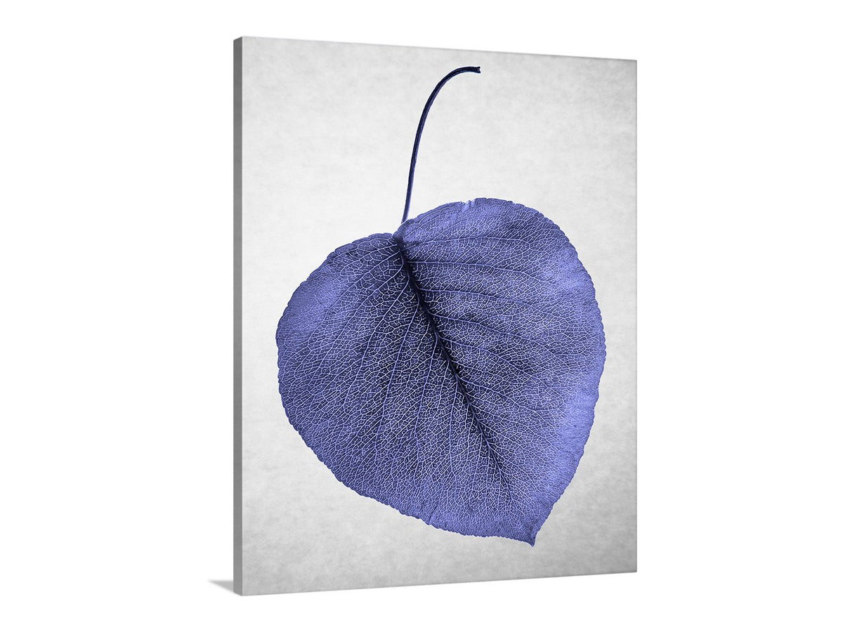 Blue Leaf as Minimalist Still Life Botanical Art Nature Photography