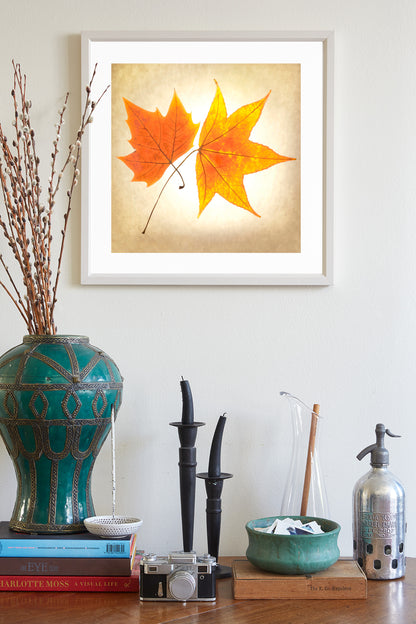 Autumn Leaves Botanical Art Print with Maple Leaf on Square Framed Print