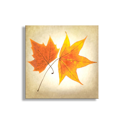 Two leaves on a textured beige background. Autumn Leaves Botanical Art Print with Maple Leaf on Square Framed Print