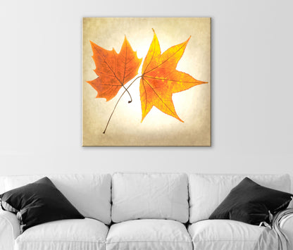 Autumn Leaves Botanical Art Print with Maple Leaf on Square Framed Print