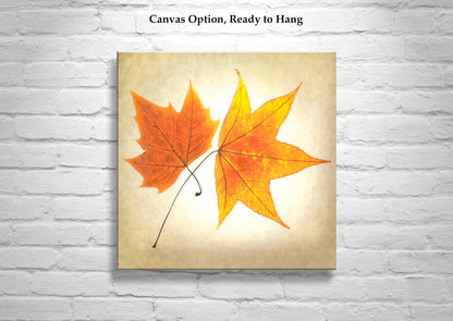 Autumn Leaves Botanical Art Print with Maple Leaf on Square Framed Print