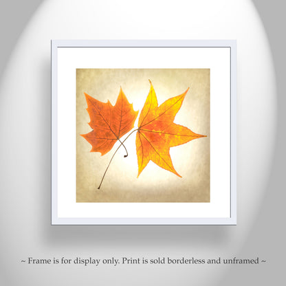 Autumn Leaves Botanical Art Print with Maple Leaf on Square Framed Print